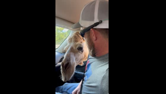 Camel conundrum: sneaky snacking leads to close encounter on Texas trail