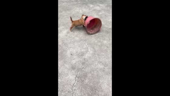 Puppy plays with a pail in Guangxi, China
