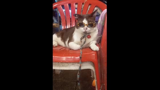 Cat with glasses in Bangkok