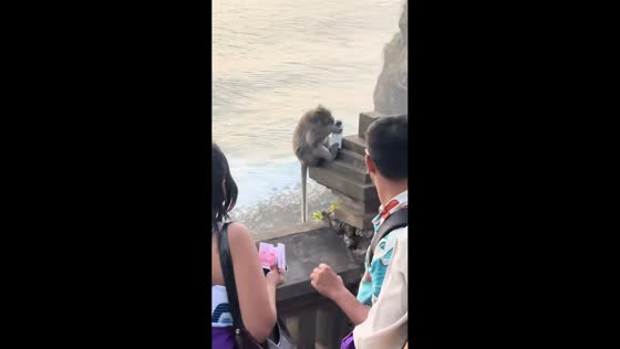 Monkey grabs tourist’s iPhone and walks away with it in Bali, Indonesia
