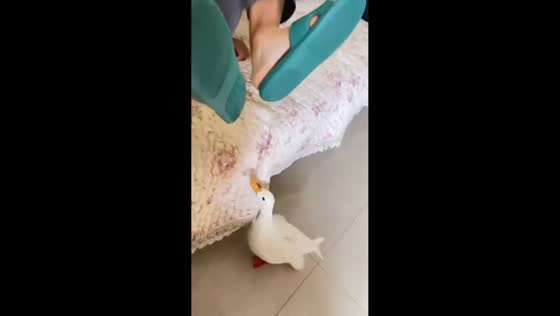 Protective mother duck chases and pecks guest indoors in Guangdong, China