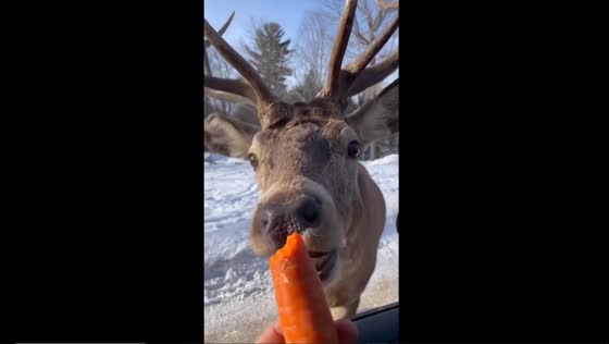 Reindeer snacks: up close at Omega Park, Quebec