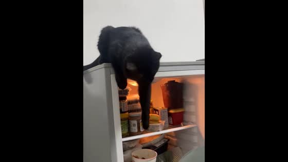 Cat guards the refrigerator in Beijing, China 