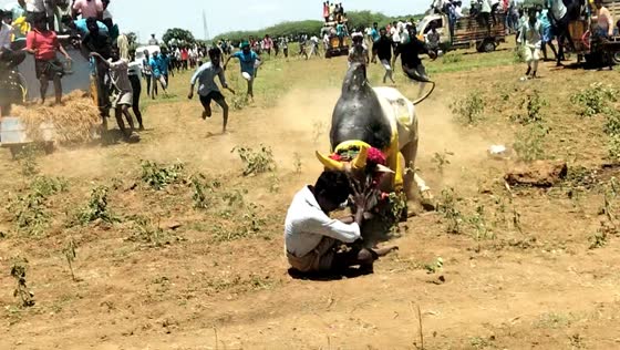 Bull hits two people during Jallikattu festival in Karaikudi, Tamil Nadu