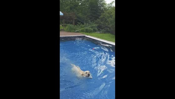 Labrador's first swim ends with playful pool training in Zhejiang, China