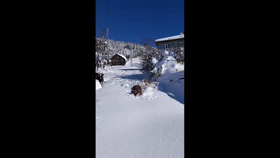 Cows struggle through deep snow in Azdavay, Kastamonu, Turkey