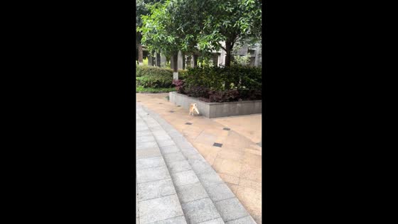 Shiba Inu happily hops toward owner in Hubei, China