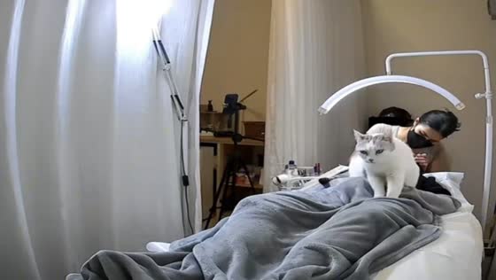 Cat joins client during lash session in Bangkok, Thailand