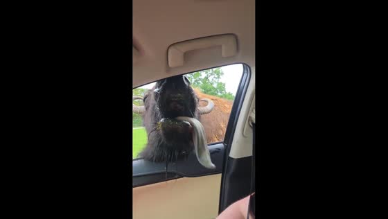 Bison sticks out tongue while waiting for food in Strafford, Missouri, USA