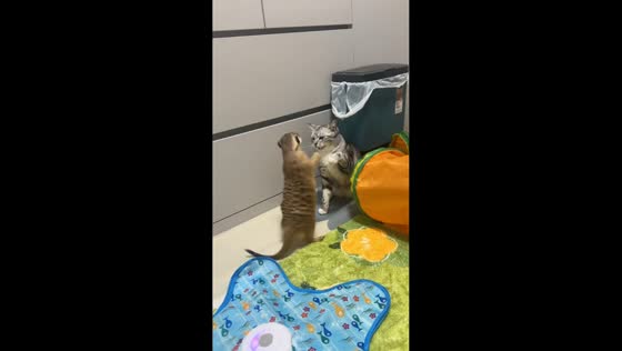 Cat startled by meerkat popping out of tunnel in Jiangsu, China