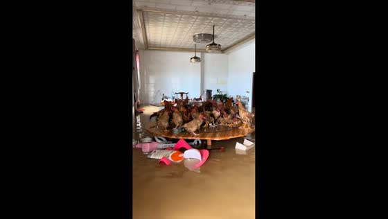 Chickens take refuge on table during flood in Guangdong, China