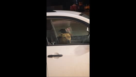 Dogs in front seat during car ride in Chihuahua, Mexico