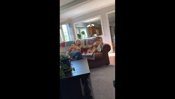 Pit bull whines for more pats from grandmother in USA