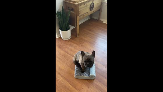 Dog enjoys tiny new bed despite size mix-up in Jurupa Valley, California,USA