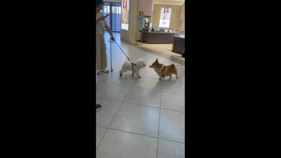 Funny dog standoff unfolds in Shanxi, China