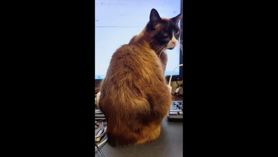 Cat continues to fart on desk despite owner’s warning in Columbus, Georgia, USA