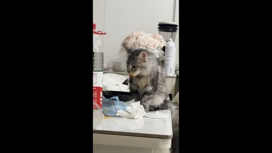 Maine Coon kitten adorably looks at owner with food-covered mouth in Hainan, China