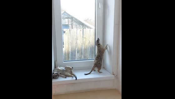 Meerkat Fitness: Shaping and Charging with Tosya and Ben!
