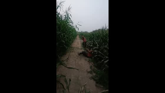 Boy falls backward while pulling corn stalk in Xinjiang, China