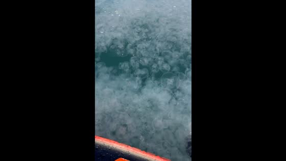 Jellyfish invasion: vacationers brave swarm in Anapa Resort Sea