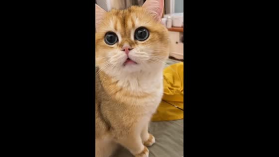 Owner imitates cat meows to get pet’s attention in Beijing, China