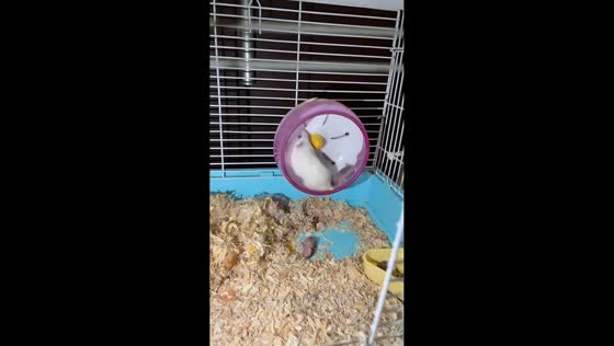 Mother hamster carries baby while running on wheel in Zhejiang, China