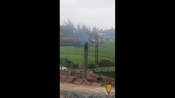 Birds gather around smoking chimney in Nilgiris, Tamil Nadu, India