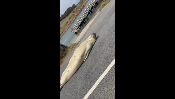 Charming Neil: sleepy seal soaks up sun in Dunalley, Tasmania