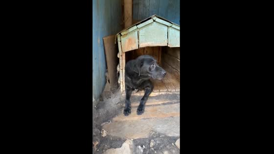 Rescue mission: dog saved from war-torn neighborhood in Orikhiv, Ukraine