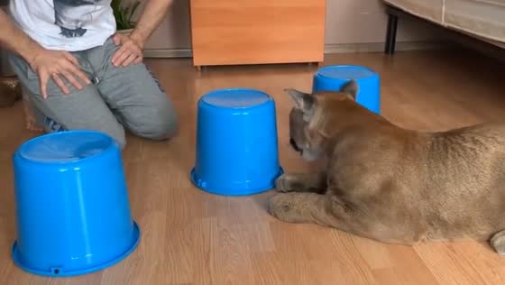 Puma Messi plays educational game at home in Russia