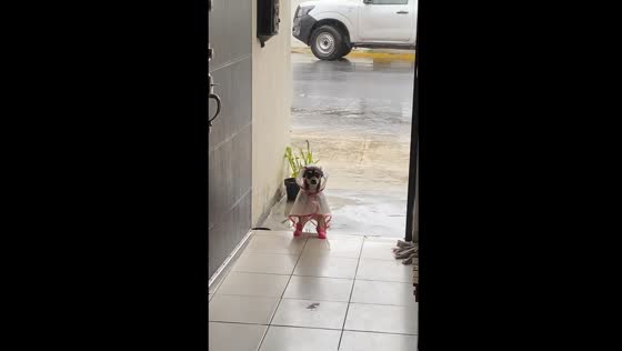 Dog faces storm in style: raincoat and boots included!