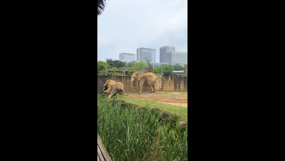 Two elephants engage in pushing match inside enclosure in Zhejiang, China