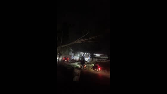 Large tree collapses onto roadway during severe storm in Udaipur, India