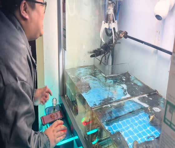 Lobster claw-machine catch in Jiangsu, China