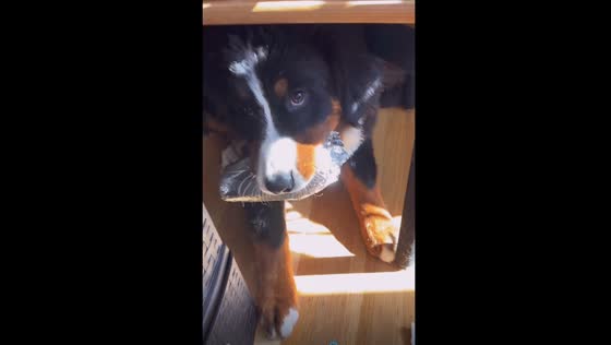 Mission impossible: Phoebe the dog's foiled burrito heist caught on camera!