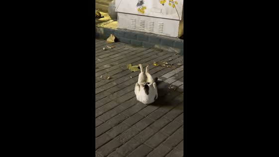 Cat doing sit-ups while grooming in Jingdezhen, China