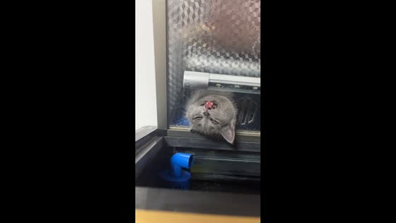 Cat gets stuck in fish tank hole in Hubei, China