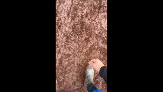Ants carry food back to their colony in Chapecó, Santa Catarina, Brazil
