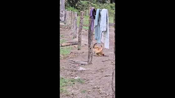 Mother hen defends chicks from intruding bird in Guangdong, China