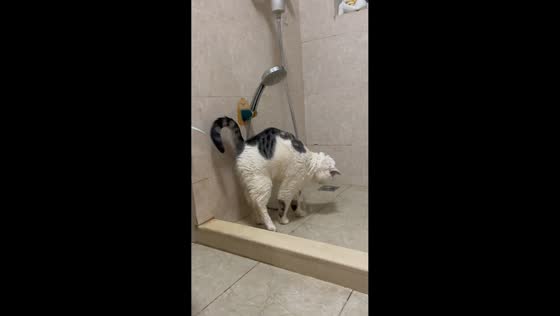 Domestic shorthair cat enjoys bath time in Jiangsu, China