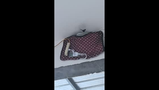 Swallow peeks out from nest wrapped in electric blanket in Hebei, China