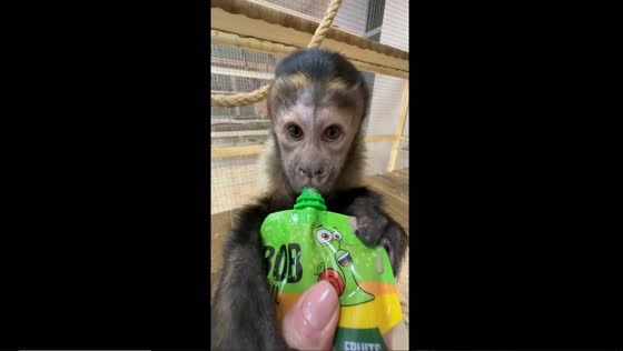 Hungry monkey ingeniously sips nourishment from fruit juice packet in Vinnytsia Zoo