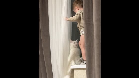 Child's play leads to cat falling in Sochi, Russia