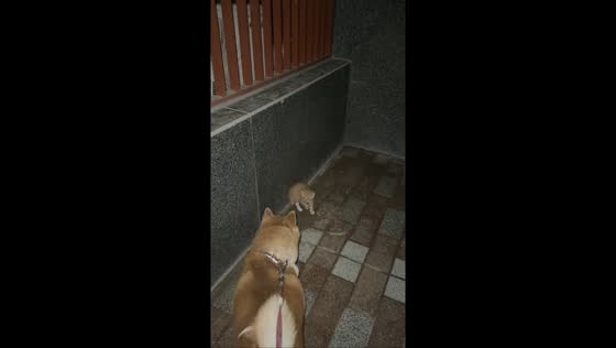 Shiba Inu startled by protective mother cat during night walk in Beijing, China