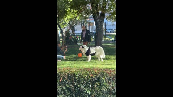 Dog dressed as panda for photoshoot in Colombia
