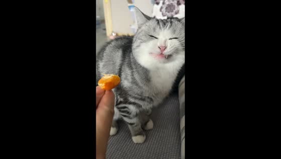 Cat reacts humorously to mandarin fruit in Heilongjiang, China