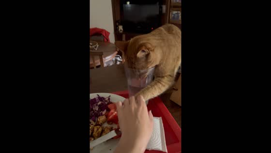Cat caught trying to steal food while pretending to drink water