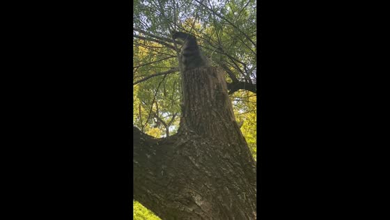 Cat gets stuck in tree hole but escapes in Jiangsu, China
