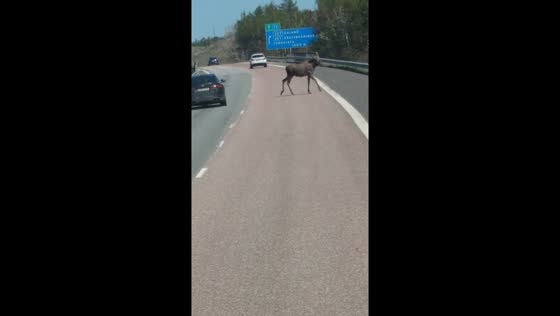 Moose crossing: actor's commentary