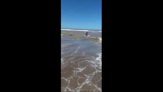 Elephant seal causes panic as it swims ashore in Argentina
